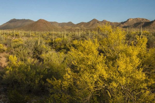 USA, Arizona, Saguaro NP Desert landscape